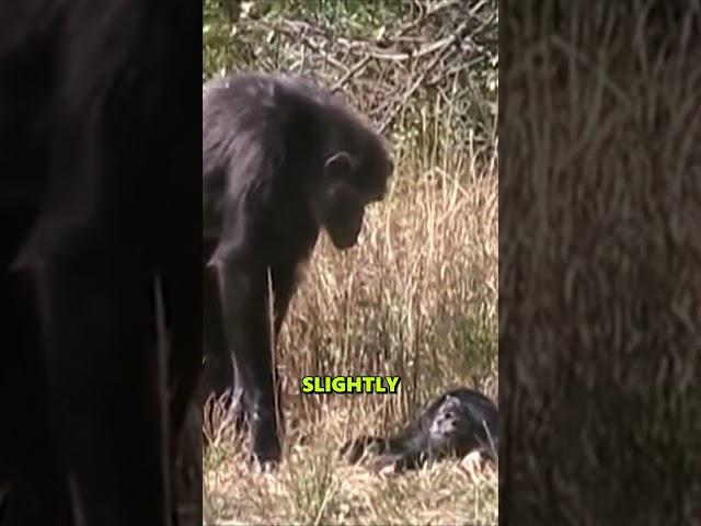 Chimp Mom Refuses to Believe Her Baby’s Gone #help #animals #wildlife #love