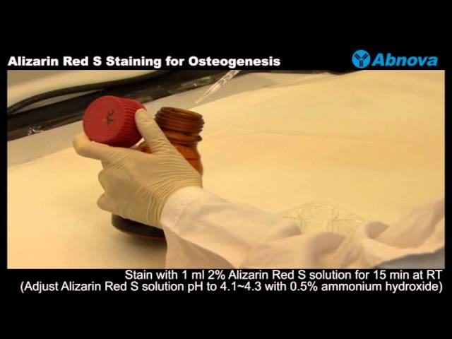 Alizarin Red S Staining for Osteogenesis