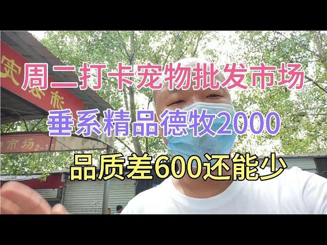 周二打卡宠物批发市场，垂系精品德牧2000 品质差的600还能少。