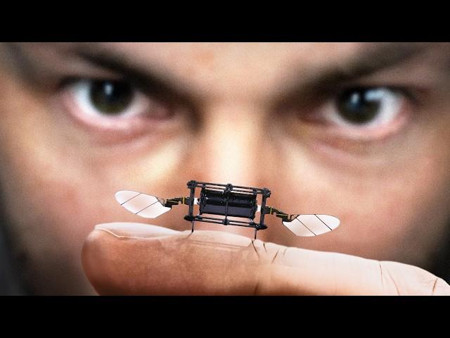 Why Is MIT Making Robot Insects?