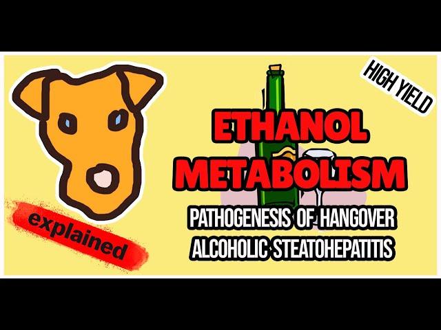 ETHANOL METABOLISM IN THE LIVER. Pathogenesis of Alcoholic hepatitis.