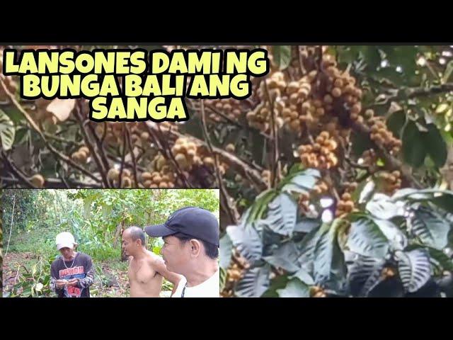 LANSONES DAMI NG BUNGA BALI ANG SANGA | JOMACS TV