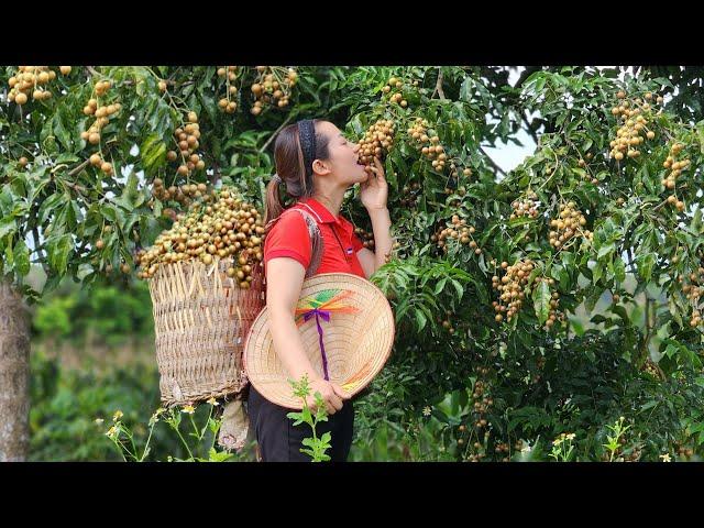 Harvesting Macadamia Fruit Goes market sell - Gardening - Daily life - Lý Thị Ba