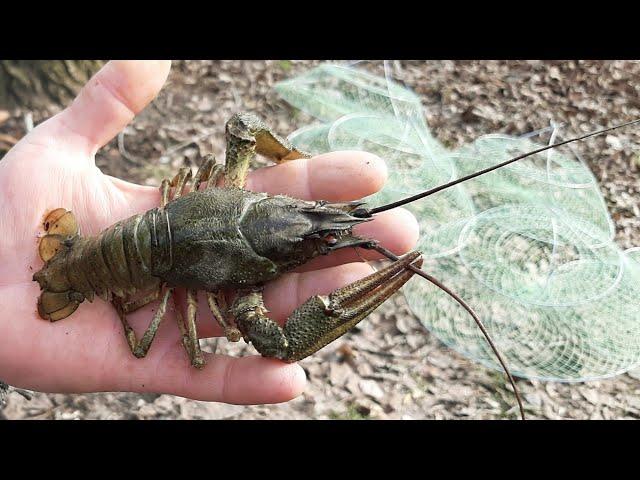 ЭТО САМАЯ КРУТАЯ ПРИМАНКА на РАКА. ОтКРЫТИЕ СезоНА РАКОЛОВОК. Ловля раков на раколовки.