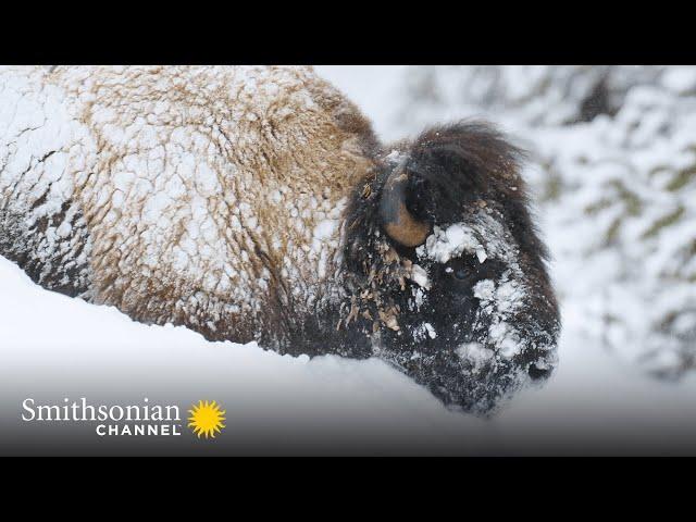 Yellowstone Bison Are Built for Winter Survival ️ Epic Yellowstone | Smithsonian Channel