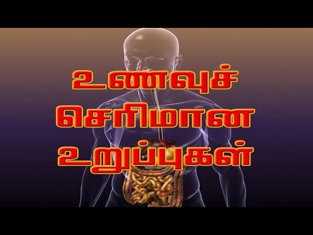 உணவுச் செரிமான உறுப்புகள் - digestive - Human Body System and Function