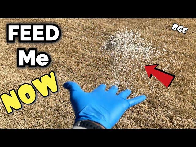 When to fertilize lawn // Spring Bermuda grass lawn // Fertilize lawn NOW