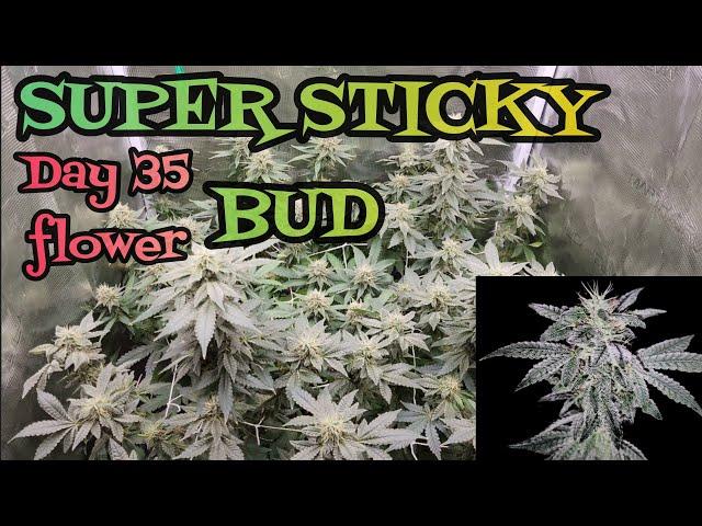 Day 35 Flower Super Sticky Bud in my 2x2 grow tent , Ice Cream Cake . #FC3000