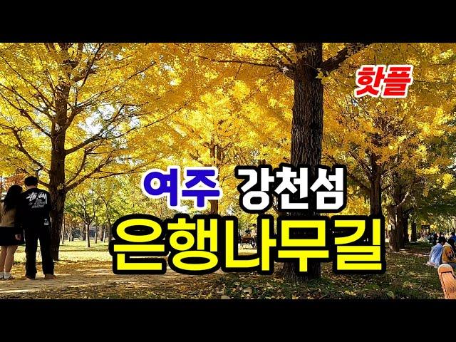 황홀한 황금빛 터널속으로 | 신륵사 강변 가을풍광 | 세종대왕릉 '왕의숲길'