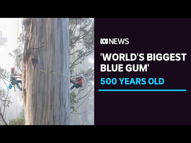 Portrait of a 500yo forest giant, 'the world's biggest blue gum' | ABC News