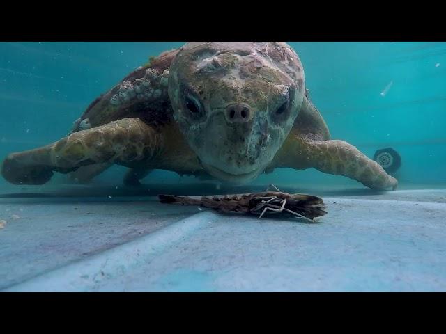 Kirby the Loggerhead Sea Turtle Update - X-Rays and Feeding Time!