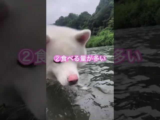 秋田犬を飼ってみて大変だと思った事3選(初級編)【秋田犬】【akita puppy】