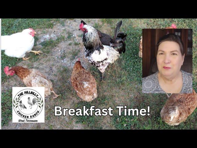 BREAKFAST TIME AT THE HILLBILLY CHICKEN RANCH #asmr  #chickensounds #turkeysounds