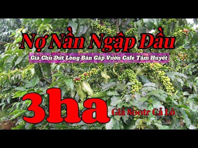 Bán Đất Đắk Nông Khó Tin: 3ha Đất Vườn Cafe Đắk Nông Giá 800 Triệu - Đã nhận cọc.