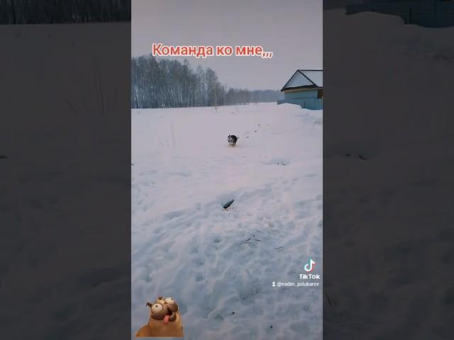 Обучение Аскорбинки 