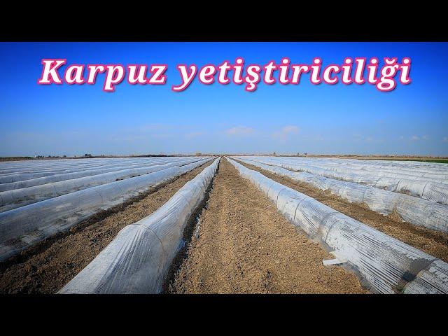 Watermelon cultivation watermelon varieties row and row distance first week care fertilization 