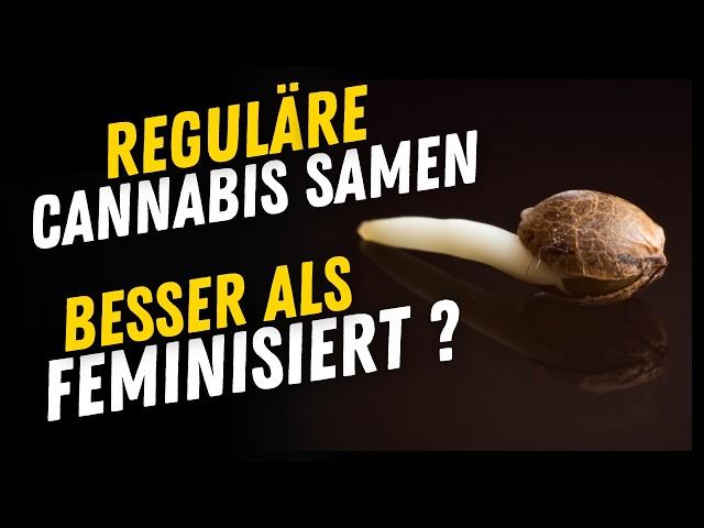 Reguläre Cannabis Samen - Mehr Ertrag stabile Genetik besser als Feminisiert? Geschlecht erkennen ?