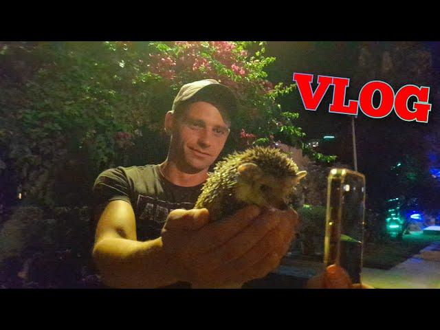 VLOG : Ежик , День Рождения Леши, Лефкоша #северныйкипр #жизньнакипре