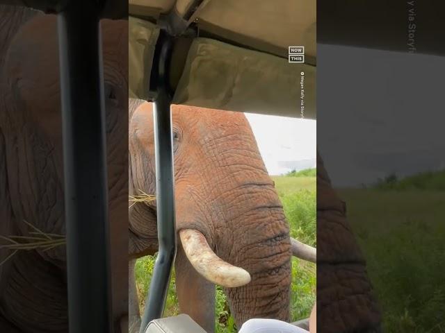 Curious Elephant Examines Safari Group