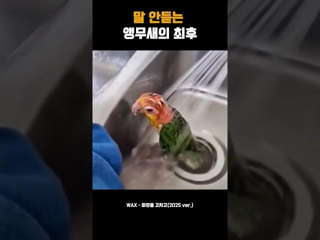 말 안듣는 앵무새의 최후