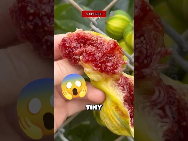 Fascinating Fig Wasp Life Cycle!