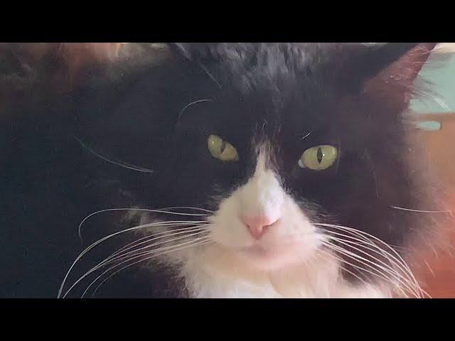 CFAER @ Home Tutorials - Pet Portrait by Sascha Stannard