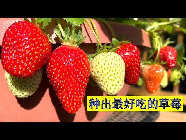 How to grow the sweetest strawberries. 怎样种出最甜的草莓。草莓正确的浇水和施肥。