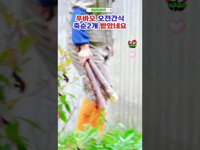 푸바오 죽순2개 다먹고 더 달라하자~ #푸바오실시간 #푸바오근황 #판다월드 #에버랜드 #아이바오 #러바오 #루이바오 #후이바오 #강바오 #송바오