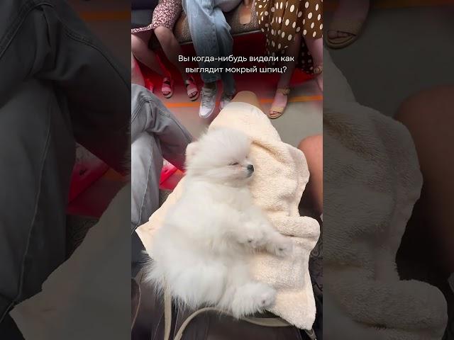 Милашка в любом виде  #померанскийщпиц #pomeranian #puppy #шпиц #dog #cute #doglife #pets