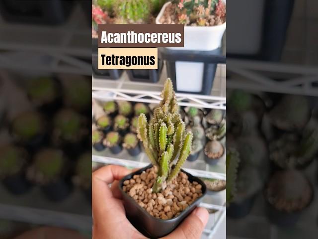 kaktus candi "Acanthocereus tetragonus" #kaktus #cactus #cacti #plants #flowers #suculentas #green