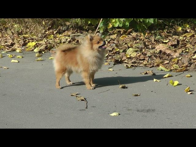 ПОМЕРАНСКИЙ ШПИЦ * ДЕВОЧКА ПЫРЗИК * 6 месяцев