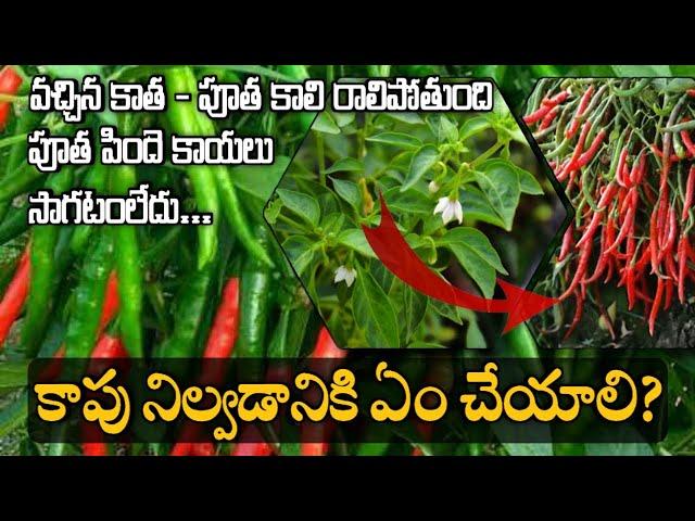 Chilli Flower Drop Solution: A - Z information || TFS Sagubadi #suryabhaskar