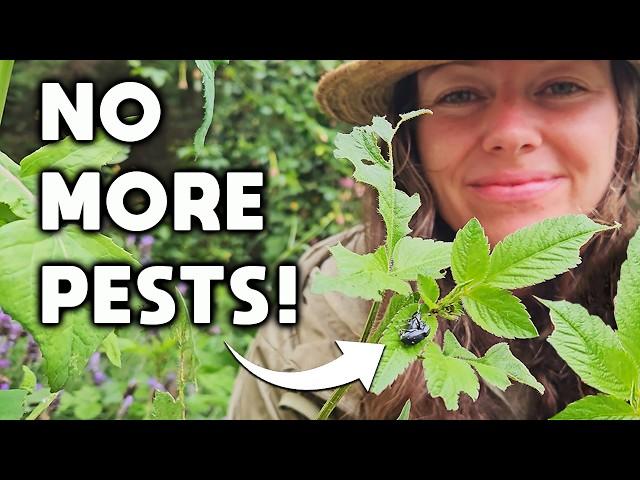 Why Natural Gardening Is The Answer To Your Pest Problems! Grow Food The Lazy Way