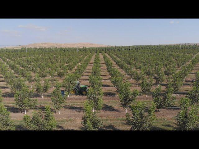 ORANIC WEED CONTROL - FREZZ - WALNUT ORCHARD  AT  WALNUTS.GE