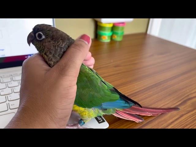 Conure bird demands attention