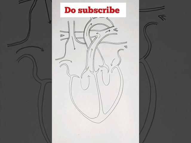 Human Heart diagram step by step | How to draw the human heart easily