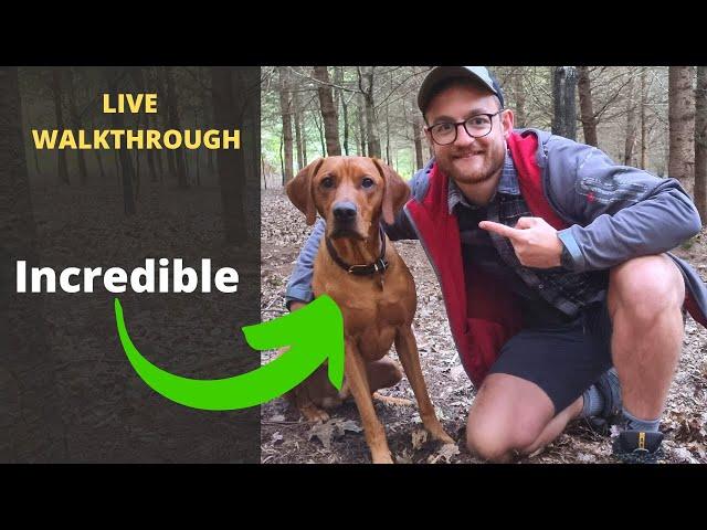 24 Hour Scent Detection In The Woods | Advanced Truffle Dog Training Walkthrough