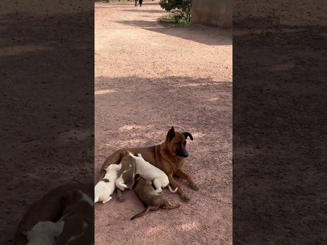 #Viswas Family #nature #pets