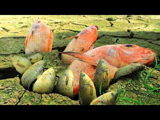 Dry Land Fishing - Catching Fish in Impossible Place