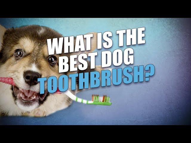 What Is the Best Dog Toothbrush?