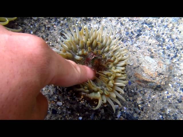 Sticking finger into Sea Anemone