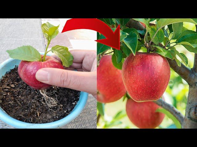 If you know this secret you can propagate any plant | Propagation of apple