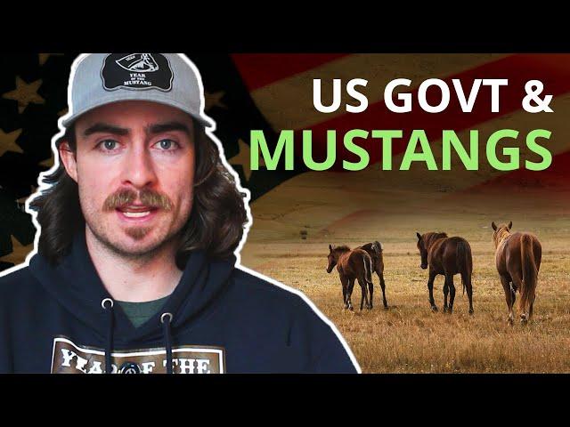 What the US government does with WILD HORSES 