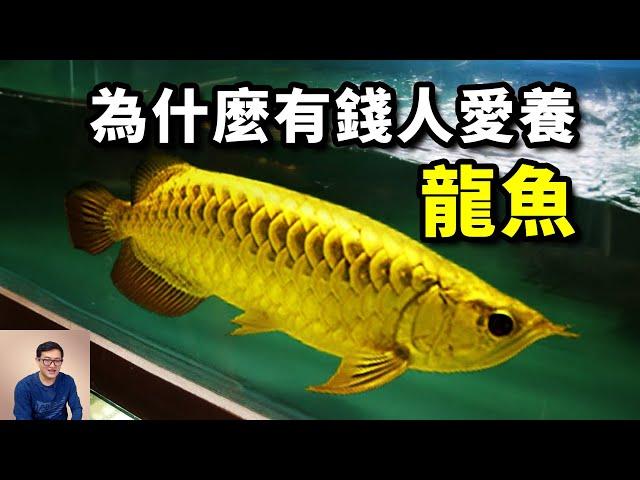 Amazing Facts About Arowana#Animal #Arowana #Pet #aquatic #Fish