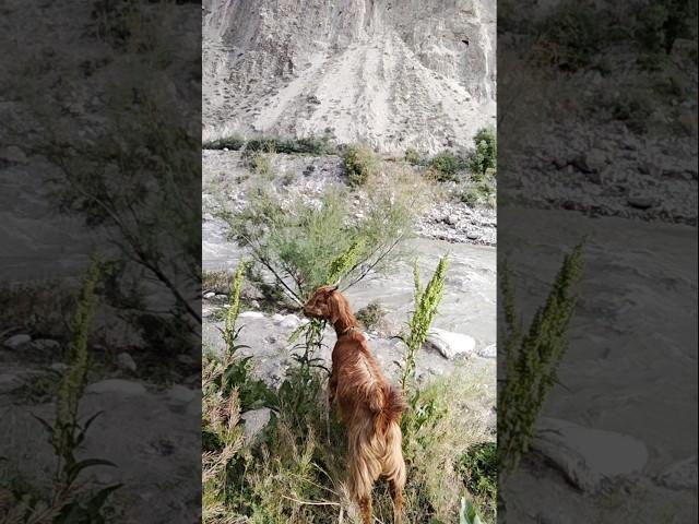 Hunza Valley Pakistan #hunza #hunzavalley #hunzavalleypakistan #shorts #short #viralshort #trending