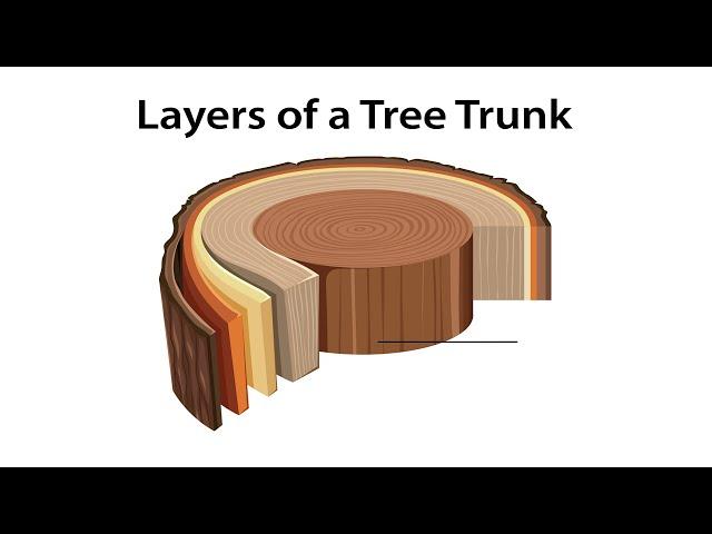 Layers of a Tree Trunk