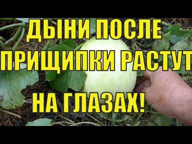 Формирование и прищипка дынь. Результат Вас удивит!