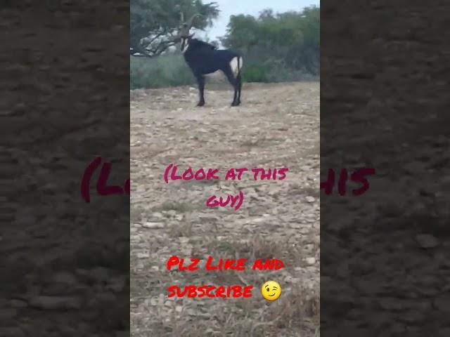 (Exotic Animal) comment if you know the species!