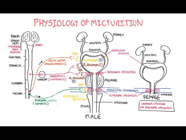 Physiology of Micturition