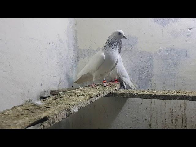 Senior Pigeon Lover Ustad Sheikh Ayub of Gujranwala Part 3